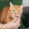Treat-12-new-4.webp Friandise croustillante pour chat - 60gr