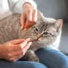Treat-15-new-3.webp Stick à la volaille pour chat - série 10pc