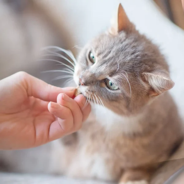 Treat-7-new-5.webp Friandise apaisante pour chat - 40gr